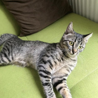 Tekir Kedi, Kedi  jazz fotoğrafı