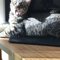 Tekir Kedi, Kedi  jazz fotoğrafı