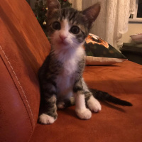 Tekir Kedi, Kedi  Lulu fotoğrafı