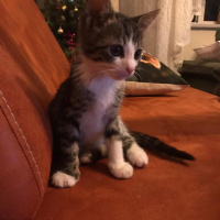 Tekir Kedi, Kedi  Lulu fotoğrafı