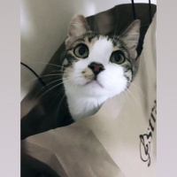 Tekir Kedi, Kedi  kaçak fotoğrafı