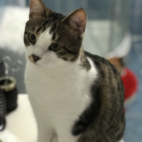 Tekir Kedi, Kedi  kaçak fotoğrafı