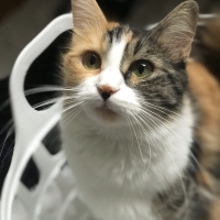 Tekir Kedi, Kedi  nabi fotoğrafı