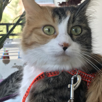 Tekir Kedi, Kedi  nabi fotoğrafı