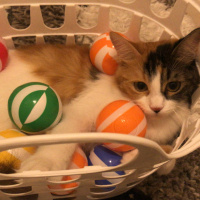 Tekir Kedi, Kedi  nabi fotoğrafı