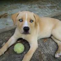 Alman Çoban Köpeği, Köpek  şila fotoğrafı