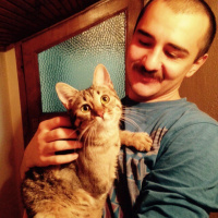 Tekir Kedi, Kedi  müjgan fotoğrafı