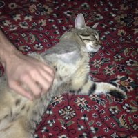Tekir Kedi, Kedi  müjgan fotoğrafı
