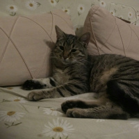 Tekir Kedi, Kedi  müjgan fotoğrafı