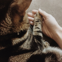 Tekir Kedi, Kedi  Hera fotoğrafı