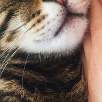 Tekir Kedi, Kedi  Hera fotoğrafı