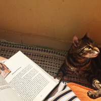 Tekir Kedi, Kedi  Hera fotoğrafı