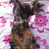 Tekir Kedi, Kedi  Hera fotoğrafı