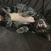 Tekir Kedi, Kedi  Hera fotoğrafı