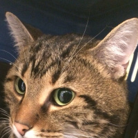 Tekir Kedi, Kedi  Hera fotoğrafı