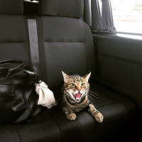 Tekir Kedi, Kedi  Hera fotoğrafı