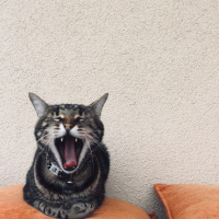 Tekir Kedi, Kedi  Hera fotoğrafı
