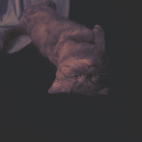 British Shorthair, Kedi  Mia fotoğrafı