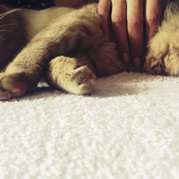 British Shorthair, Kedi  Mia fotoğrafı