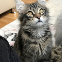 Tekir Kedi, Kedi  Rambo fotoğrafı