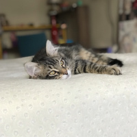 Tekir Kedi, Kedi  Rambo fotoğrafı