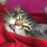 Tekir Kedi, Kedi  Rambo fotoğrafı