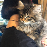 Tekir Kedi, Kedi  Rambo fotoğrafı