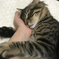 Tekir Kedi, Kedi  Rambo fotoğrafı
