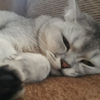 Scottish Fold, Kedi  DUMAN fotoğrafı