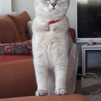 Scottish Fold, Kedi  DUMAN fotoğrafı