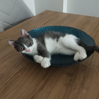 British Shorthair, Kedi  MARS fotoğrafı