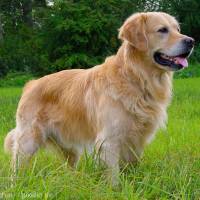 Golden Retriever, Köpek  meks fotoğrafı