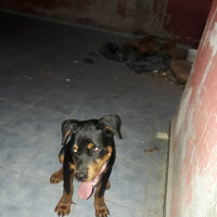 Rottweiler, Köpek  Baron fotoğrafı