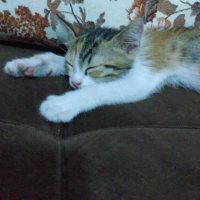 Tekir Kedi, Kedi  Miyaa fotoğrafı