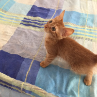 Sarman, Kedi  Aslan fotoğrafı