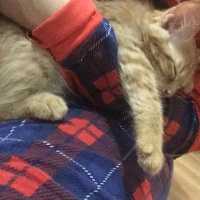 Sarman, Kedi  Aslan fotoğrafı