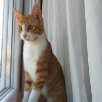 Sarman, Kedi  tedi fotoğrafı