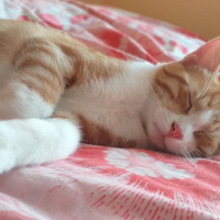 Sarman, Kedi  tedi fotoğrafı