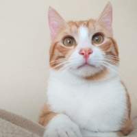 Sarman, Kedi  tedi fotoğrafı