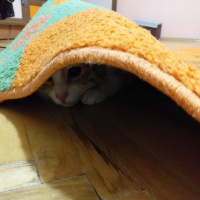 Sarman, Kedi  tedi fotoğrafı