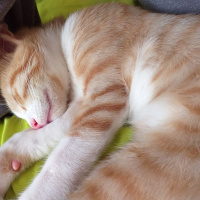 Sarman, Kedi  tedi fotoğrafı
