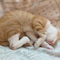 Sarman, Kedi  tedi fotoğrafı
