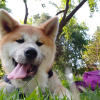 Akita İnu, Köpek  Hachiko fotoğrafı