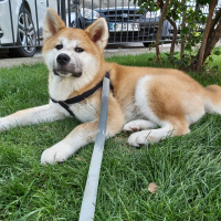 Akita İnu, Köpek  Hachiko fotoğrafı