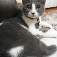 Tekir Kedi, Kedi  Mia fotoğrafı