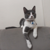 Tekir Kedi, Kedi  Mia fotoğrafı