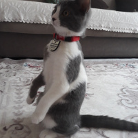 Tekir Kedi, Kedi  Mia fotoğrafı