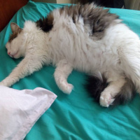 Tekir Kedi, Kedi  Asit fotoğrafı