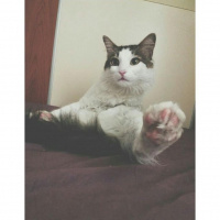Tekir Kedi, Kedi  Asit fotoğrafı