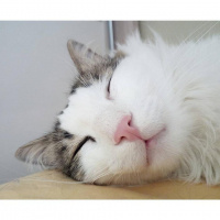 Tekir Kedi, Kedi  Asit fotoğrafı